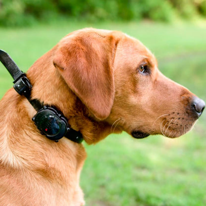Collar Para Perros De Entrenamiento  Dt Systems Idt Z3000 Plus